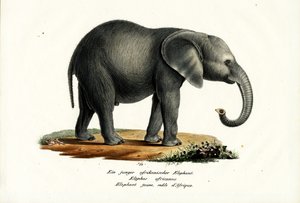 Jonge Afrikaanse Olifant, 1824